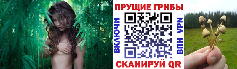 Псилоцибиновые грибы Magic Shrooms  купить наркотики сайты  мега ссылка  Богучар 